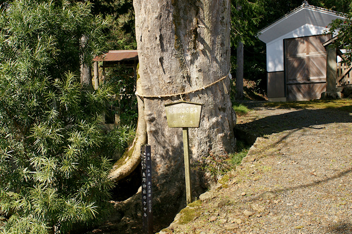 生野神社のケヤキ
