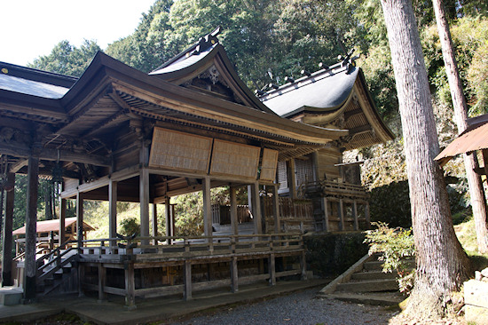 生野神社のケヤキ