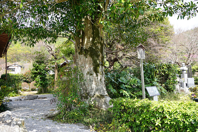 印空寺のタラヨウ