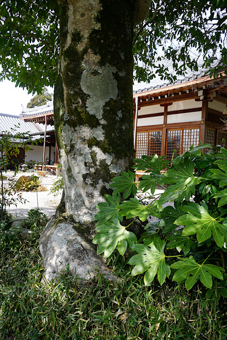 印空寺のタラヨウ