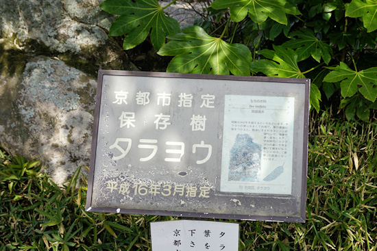 京都市指定保存樹のプレート
