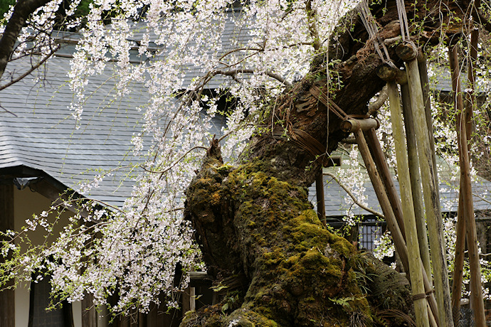 常照皇寺の九重桜