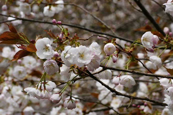 常照皇寺の御車返の桜