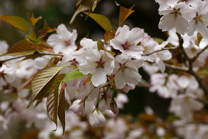 常照皇寺の左近の桜