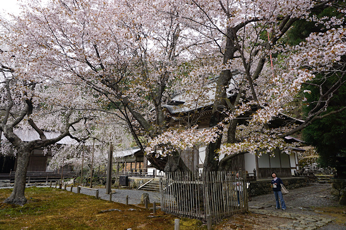 常照皇寺の左近の桜