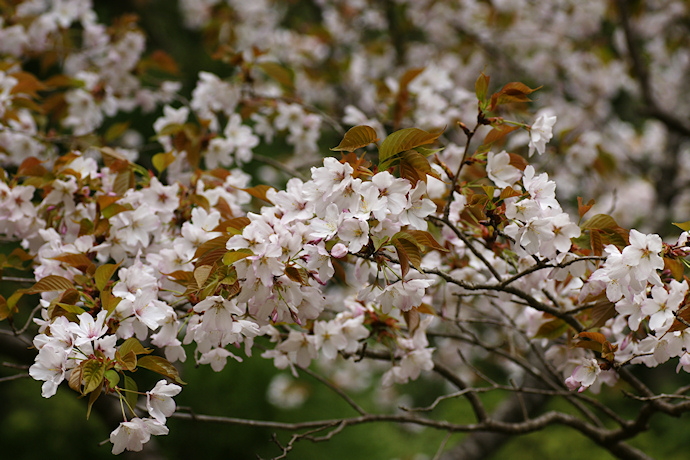 常照皇寺の左近の桜