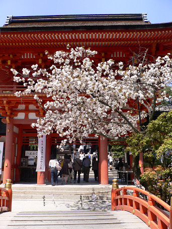 上賀茂神社楼門と賀茂桜