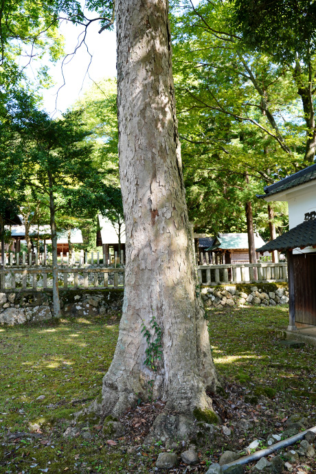 河辺八幡神社のムクロジ