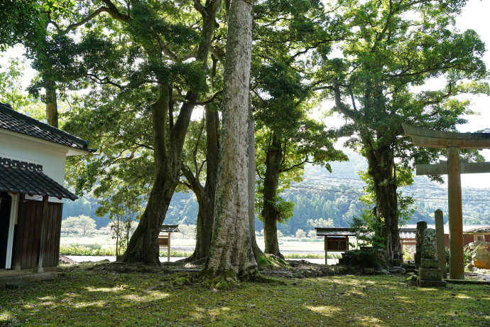 河辺八幡神社のムクロジ