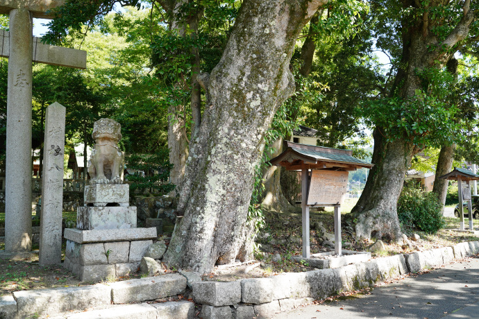河辺八幡神社の鳥居横のタブノキ