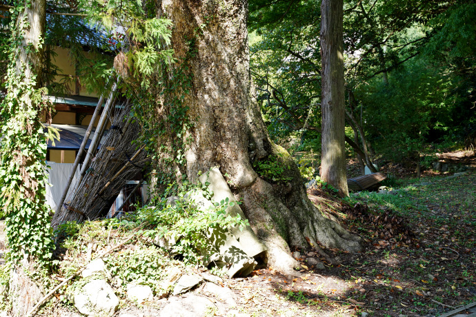 河辺八幡神社のタブノキ