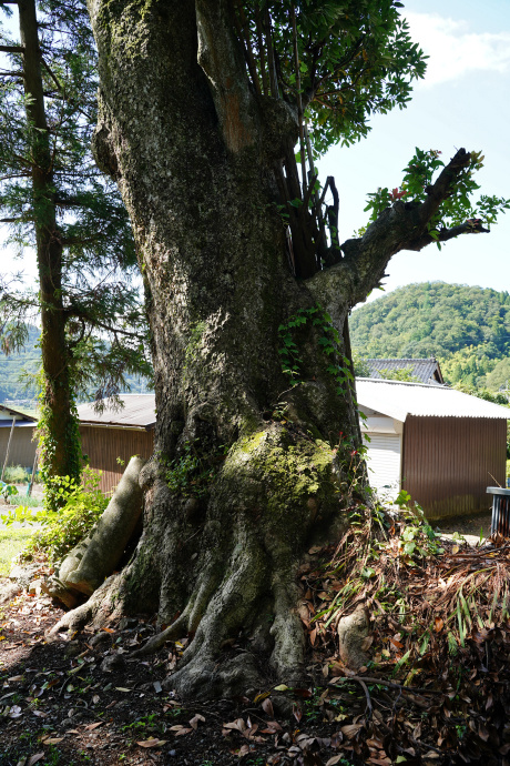 河辺八幡神社のタブノキ