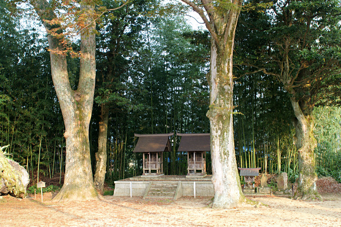 鹿原神社の前頭ケヤキ