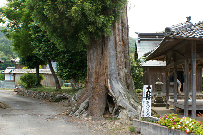 吉備津神社の大杉
