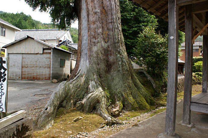 吉備津神社の大杉