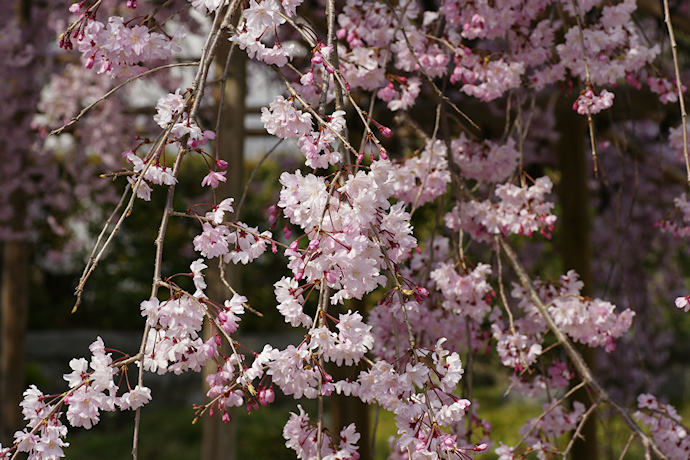 八重紅枝垂れ桜