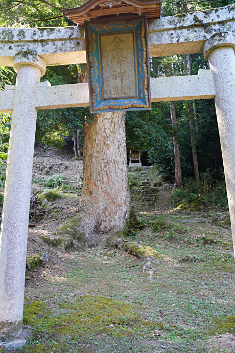 金峰神社のモミ