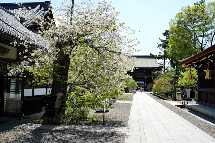 北野天満宮の北野桜