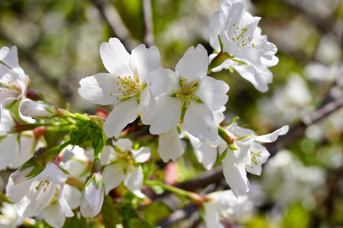 北野桜