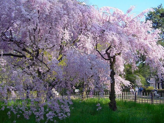 京都御苑・近衛邸跡の枝垂れ桜