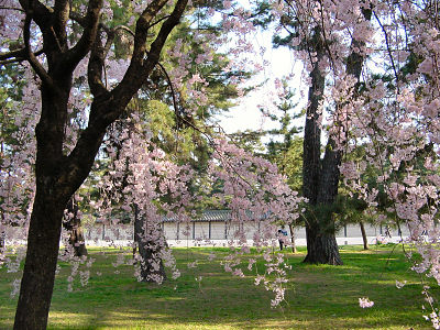京都御苑・近衛邸跡の枝垂れ桜