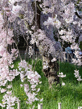 京都御苑・近衛邸跡の枝垂れ桜