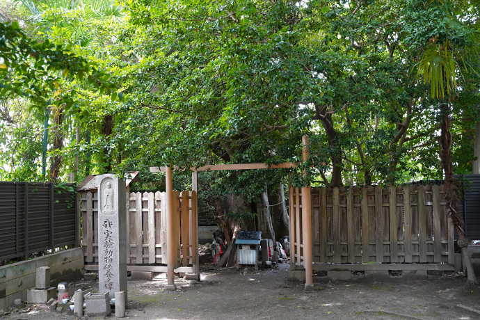 京大医学部のエノキ