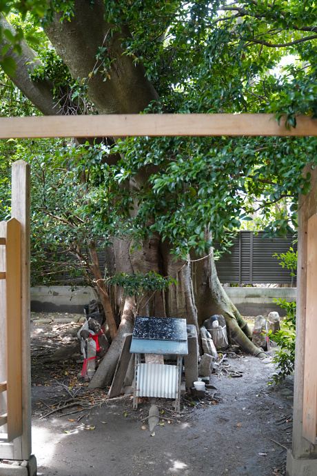 京大医学部のエノキ