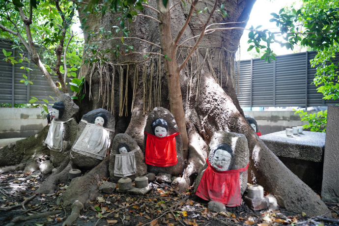 京大医学部のエノキ