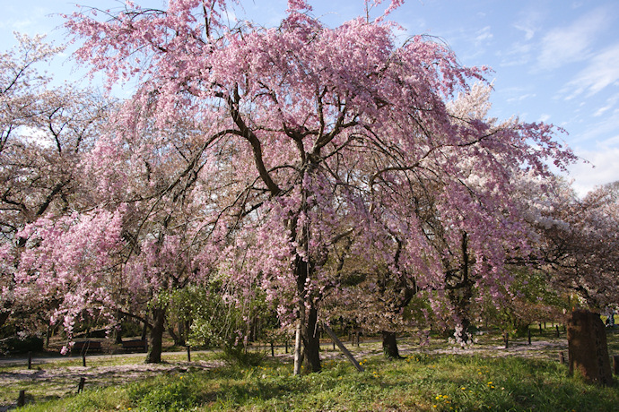 八重紅枝垂れ桜