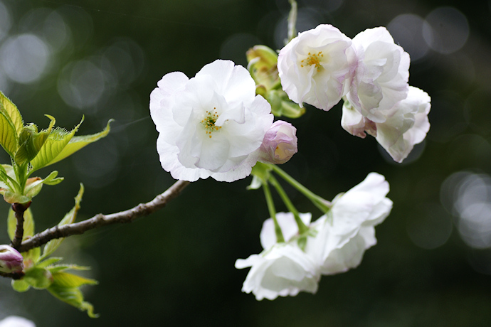 京都府立植物園の桜（５）