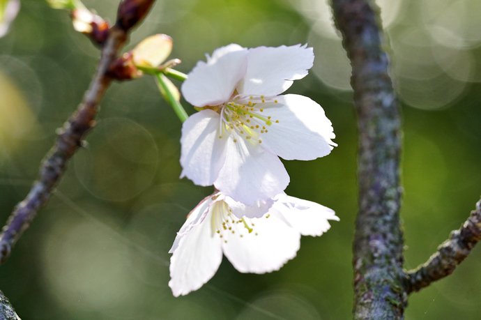 煙山紅山桜