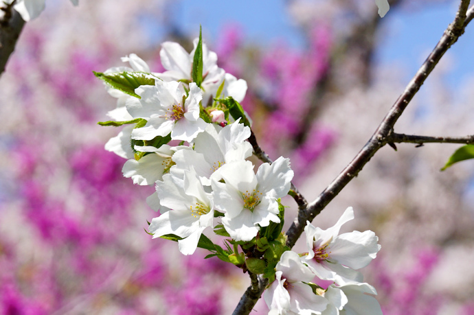 浪速桜