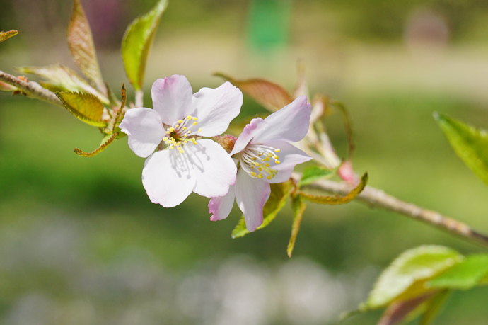 円通寺桜