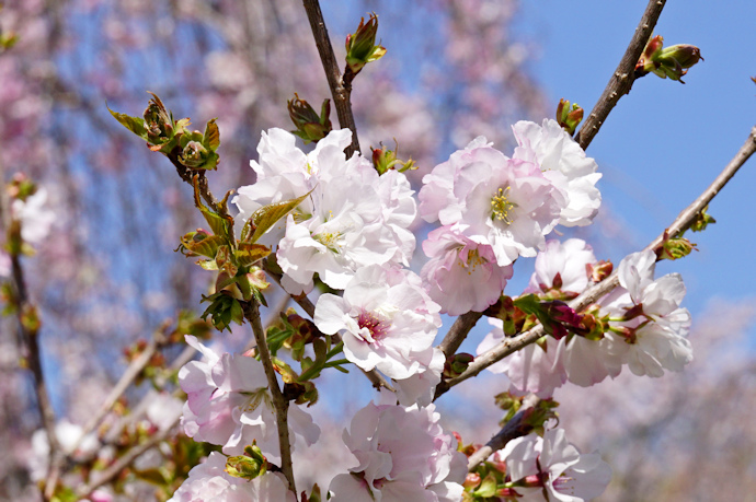 武者桜