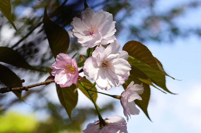 大沢桜