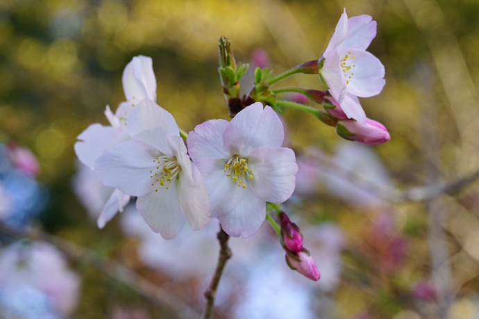 御殿場桜