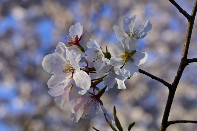 鞍馬桜