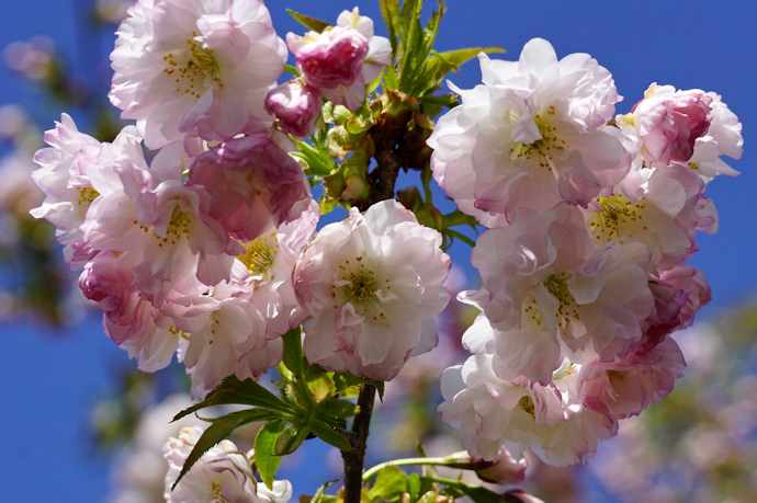 笹賀鴛鴦桜