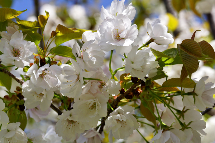 養老桜