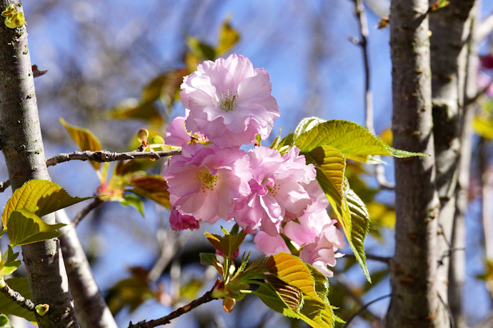 萌紅桜