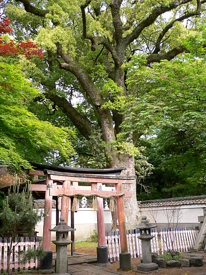 京都御苑・宗像神社の楠
