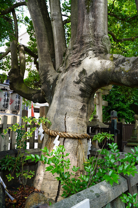 満足稲荷神社のクロガネモチ