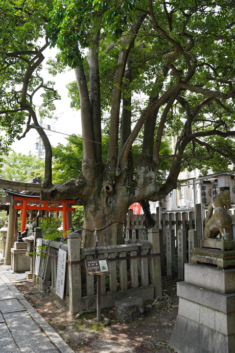 満足稲荷神社のクロガネモチ