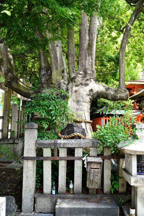 満足稲荷神社のクロガネモチ