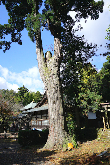 松尾寺の大杉
