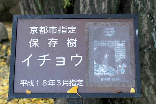 京都市指定保存樹