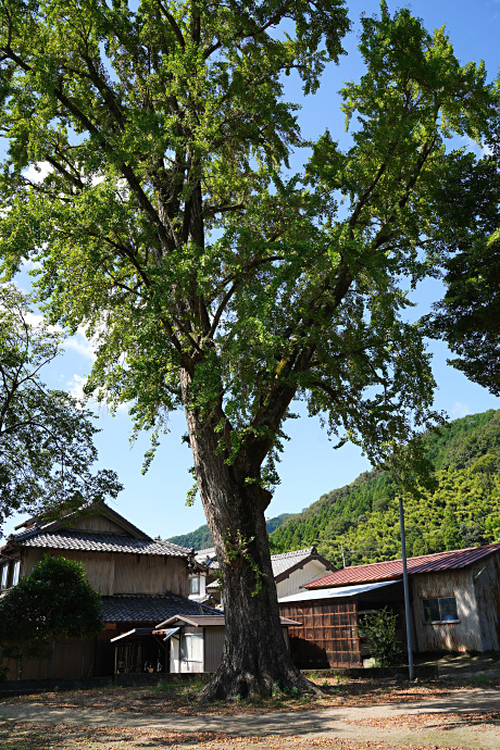 椋森神社のイチョウ