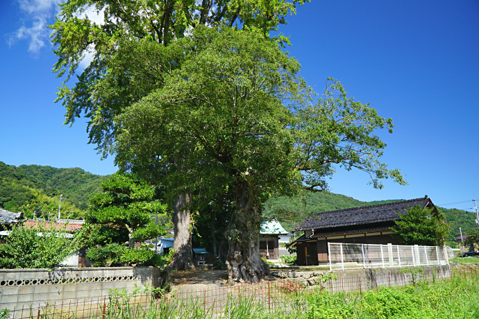 椋森神社のムクノキ・イチョウ