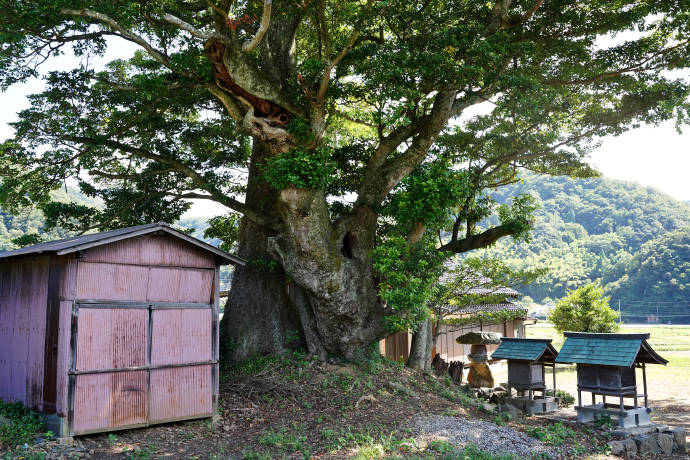 椋森神社のタブノキ